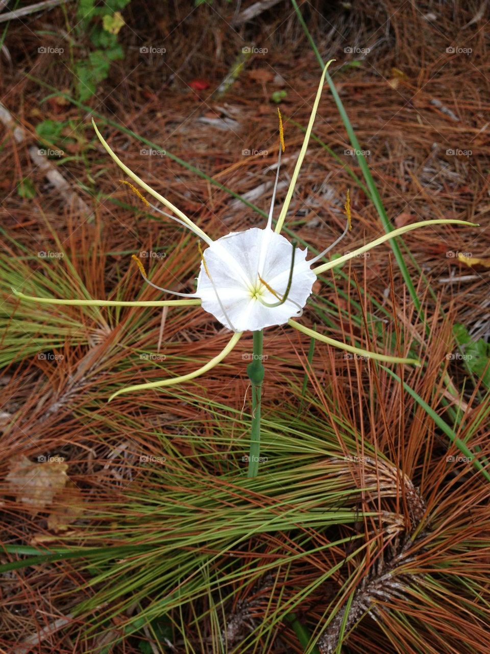 Beautiful wild lily.