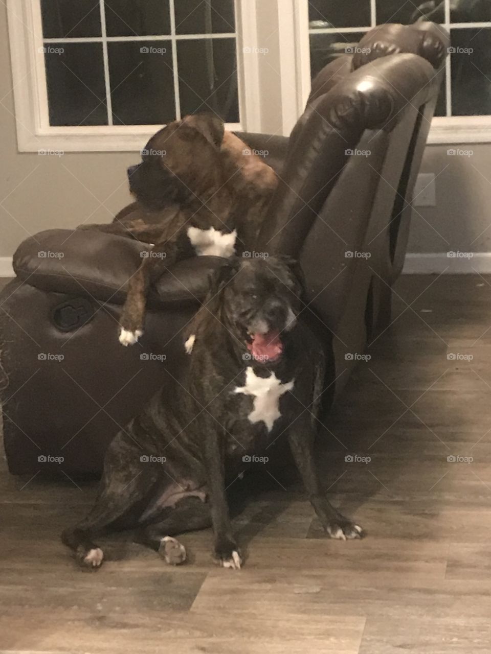 Two boxers are better than one 