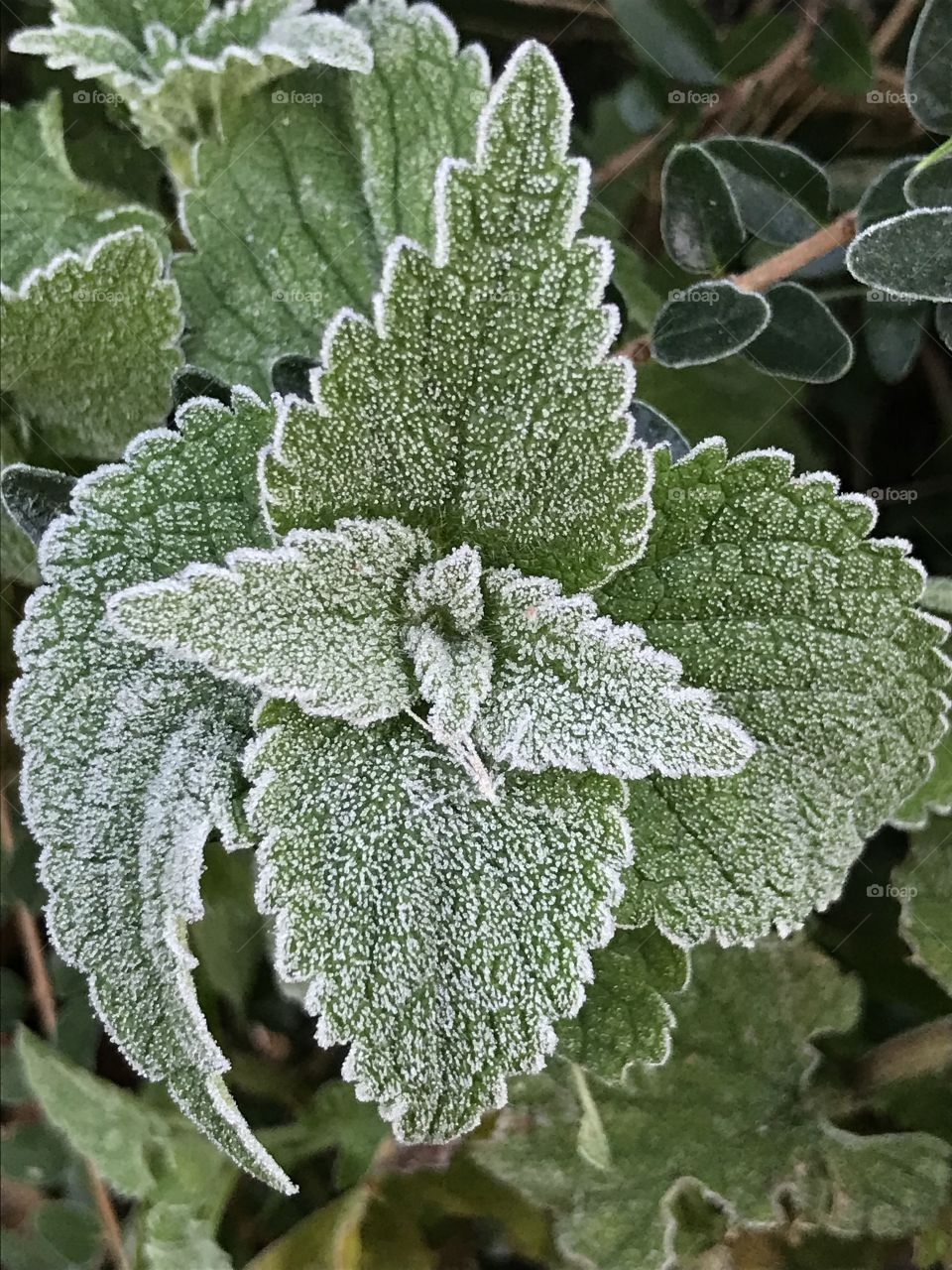 Frost in the morning
