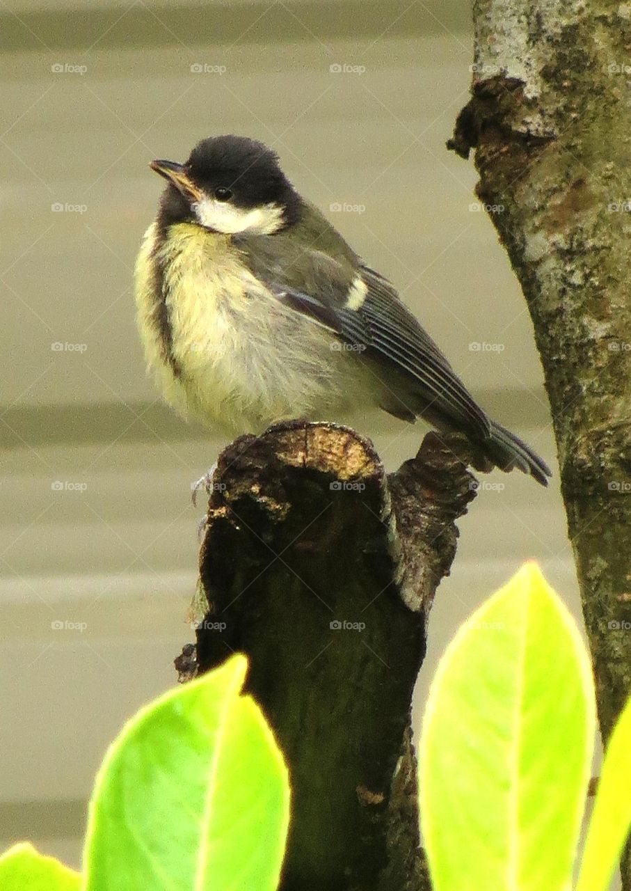 black tit