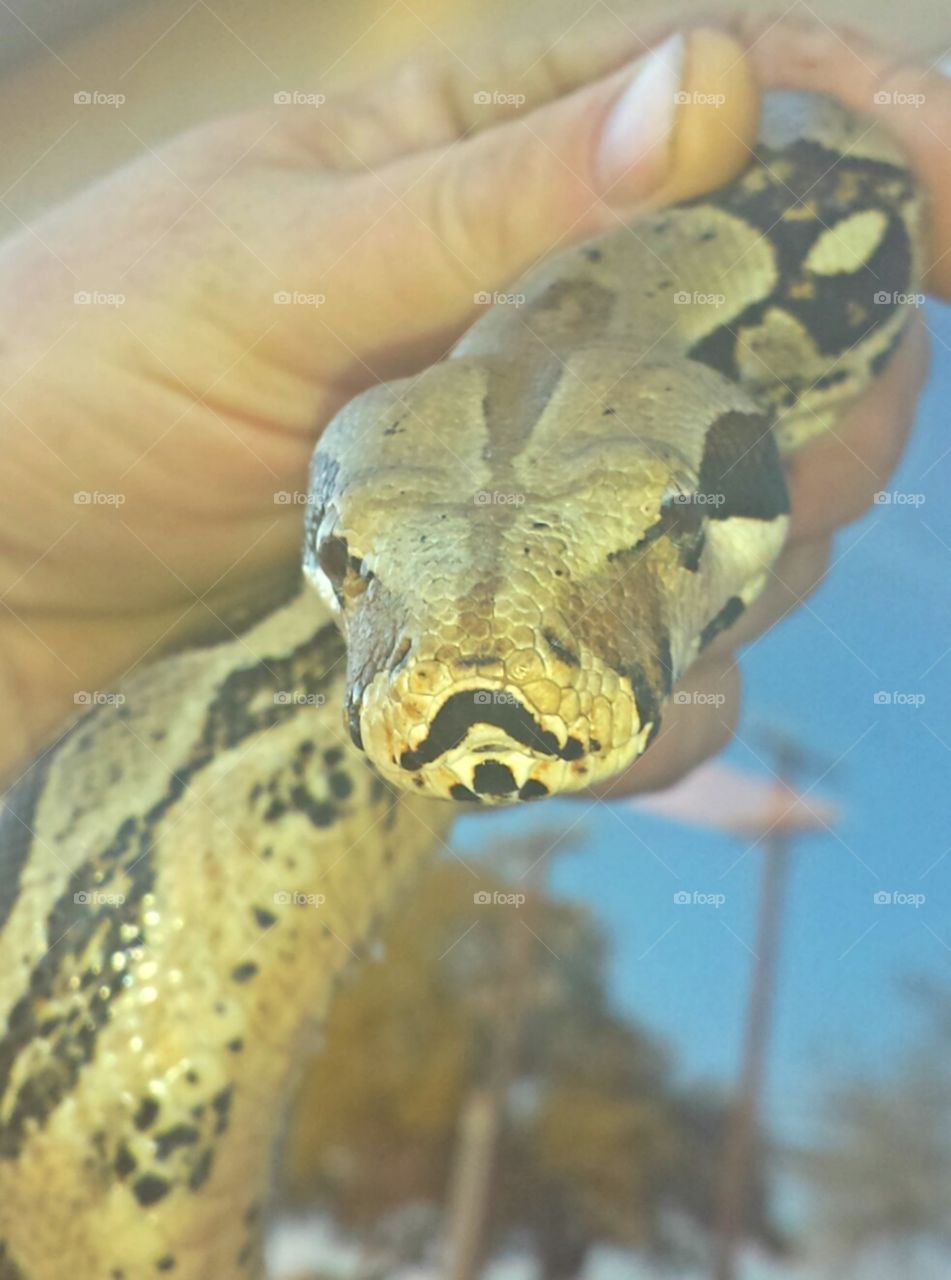 mustache you. coworkers boa has a natural mustache pattern
