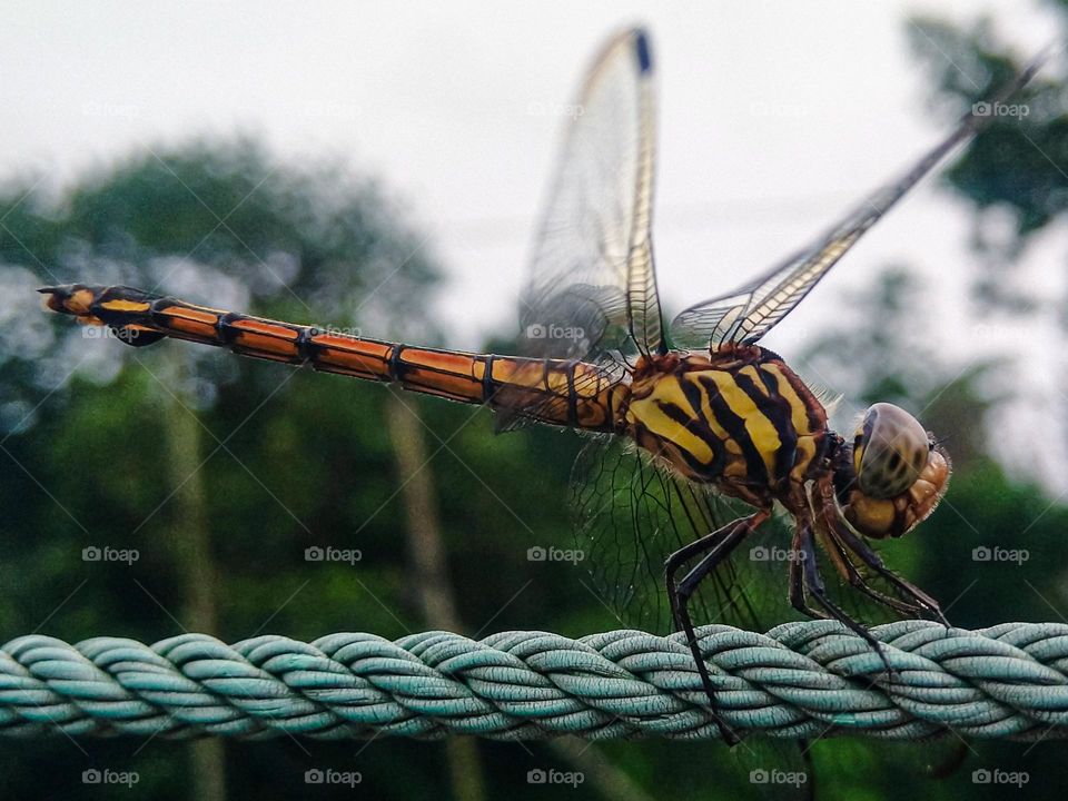 Compound eyes of a grasshopper.