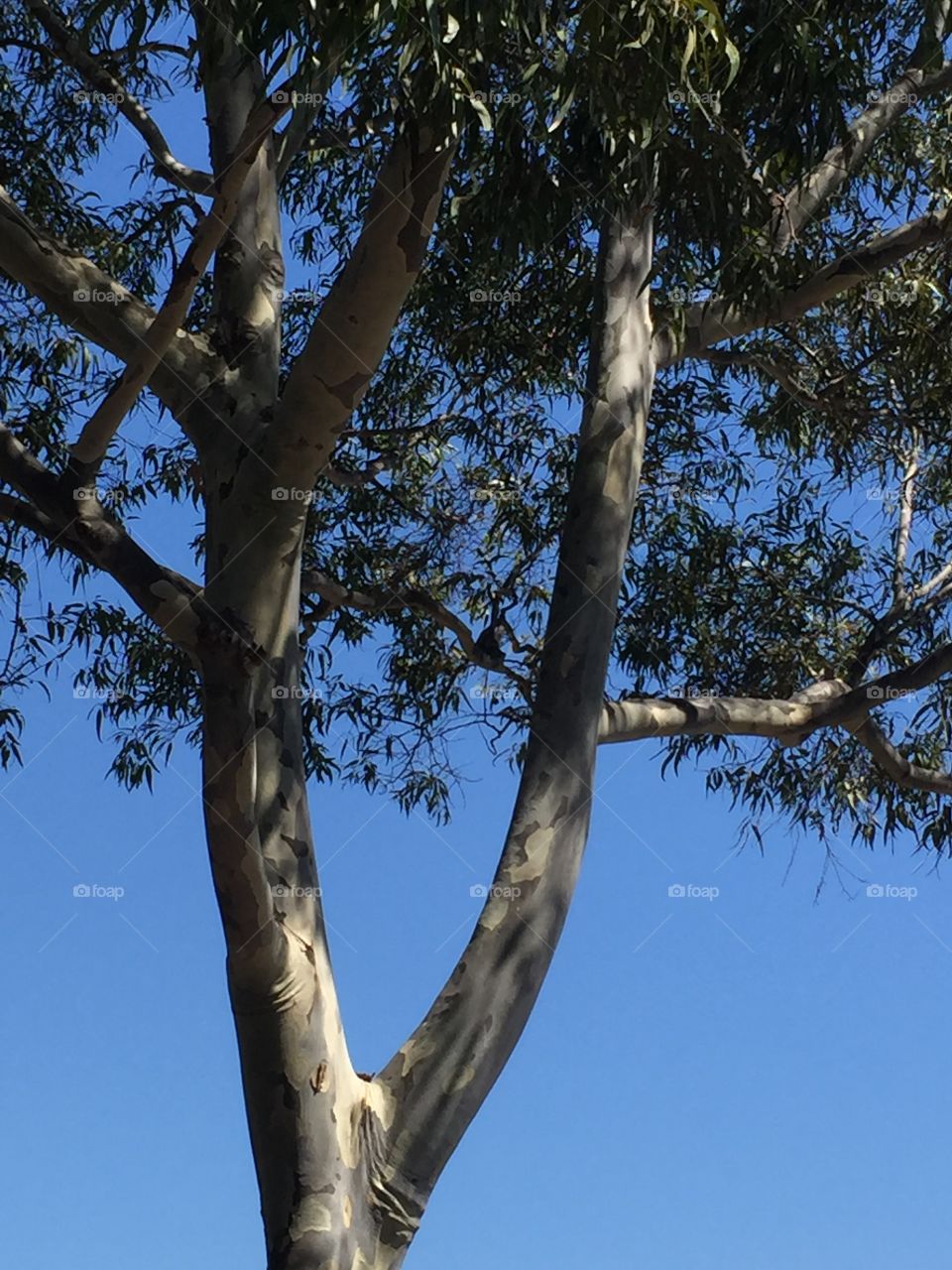 Blue Skies and Eucalyptus 