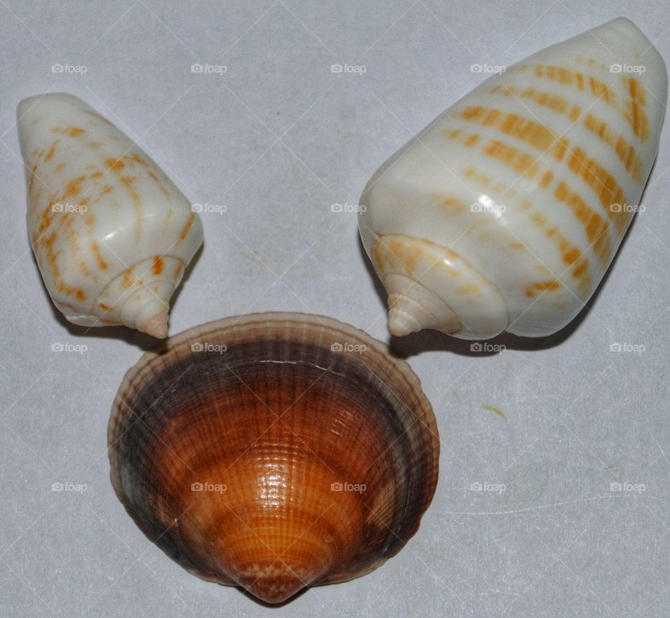 the sea shell