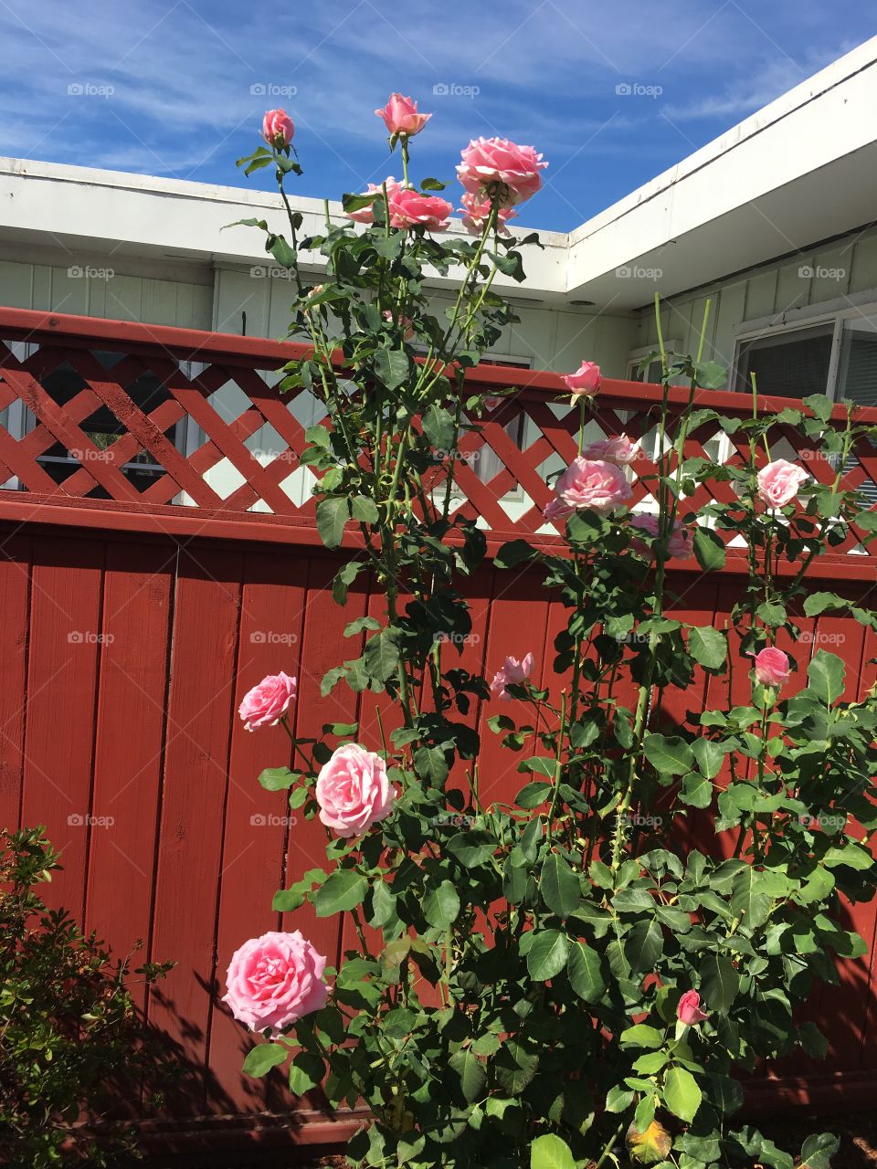 Pink rose bush