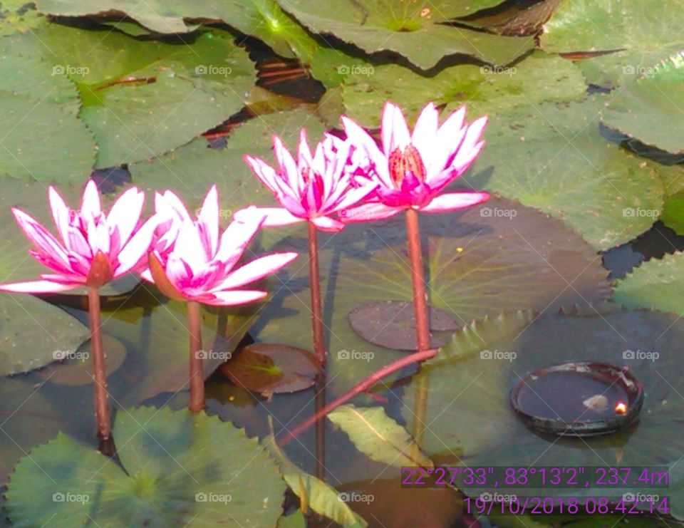 This is the flowers of lotus Pinky-pinky lovely coler