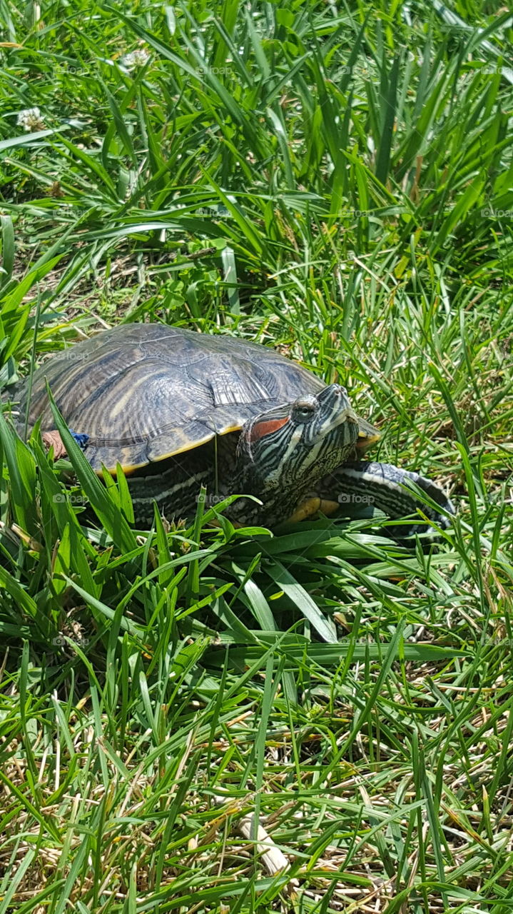 Turtle