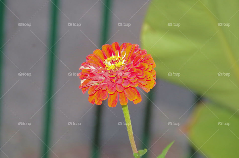 orange flower closeup