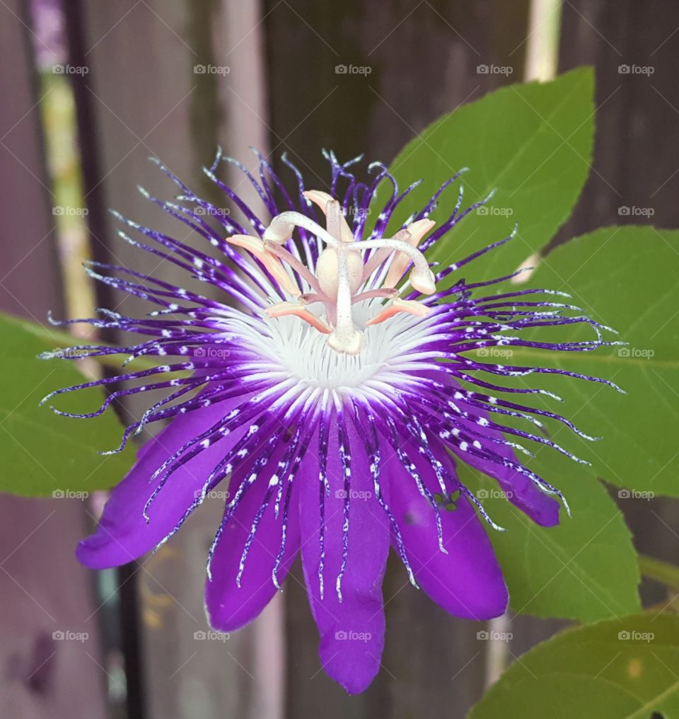 passion flower