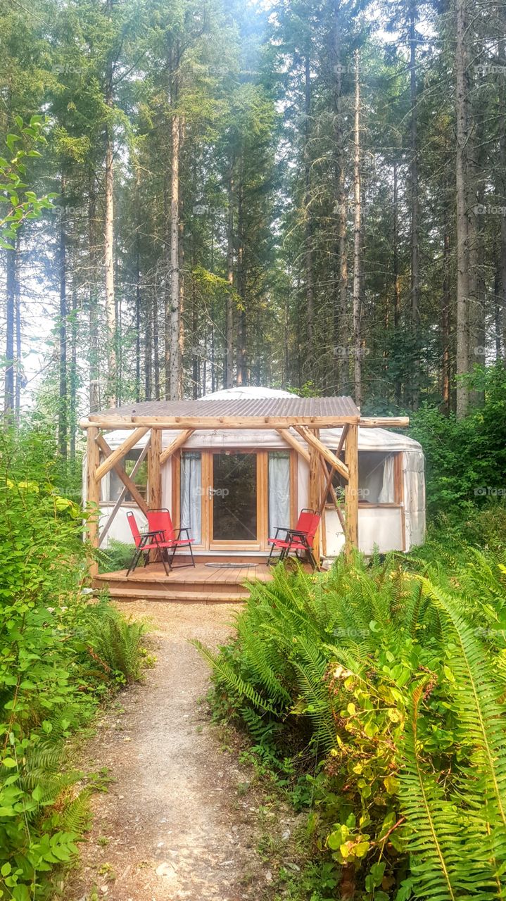 Yurt in the Forest