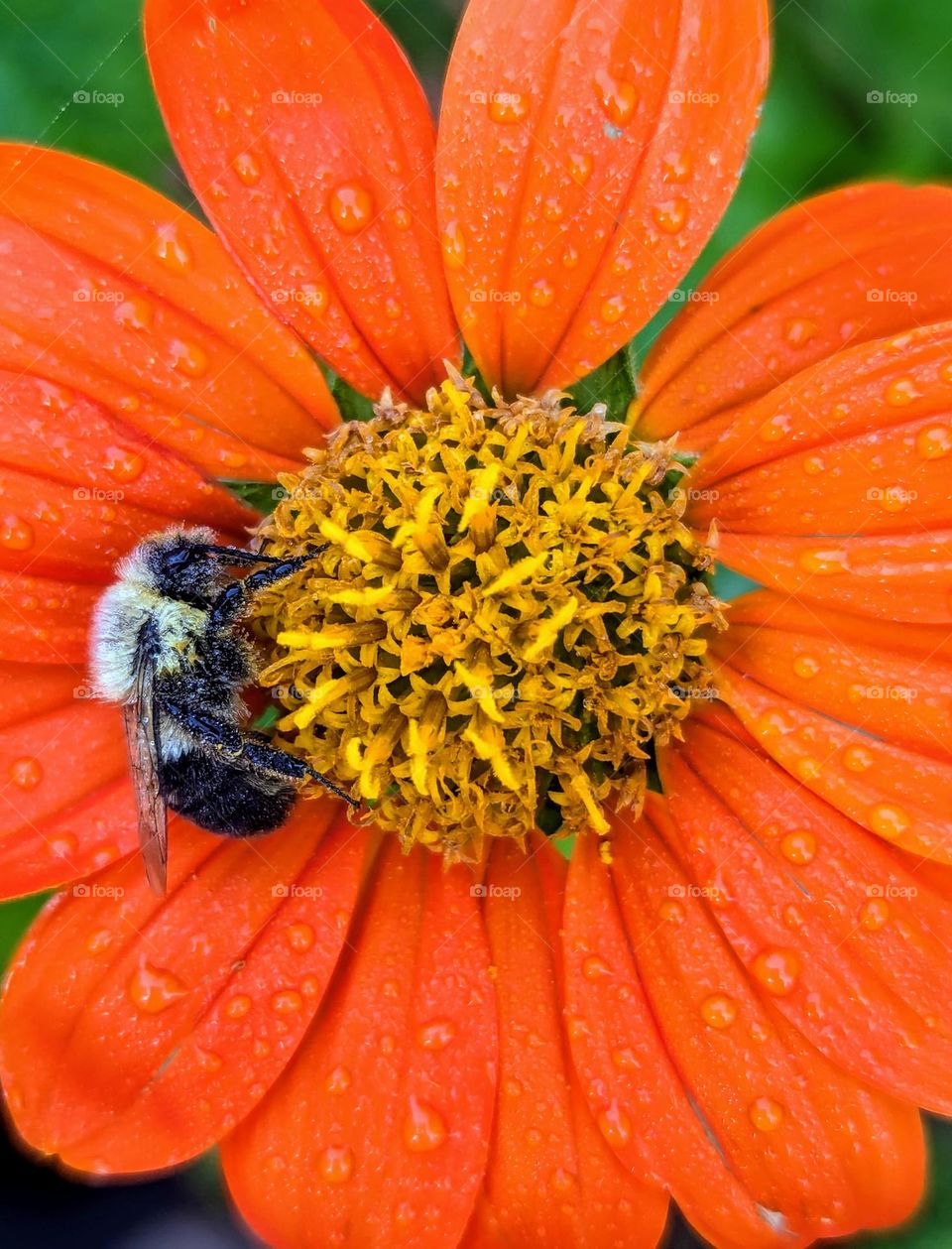 Pollinator Beauty