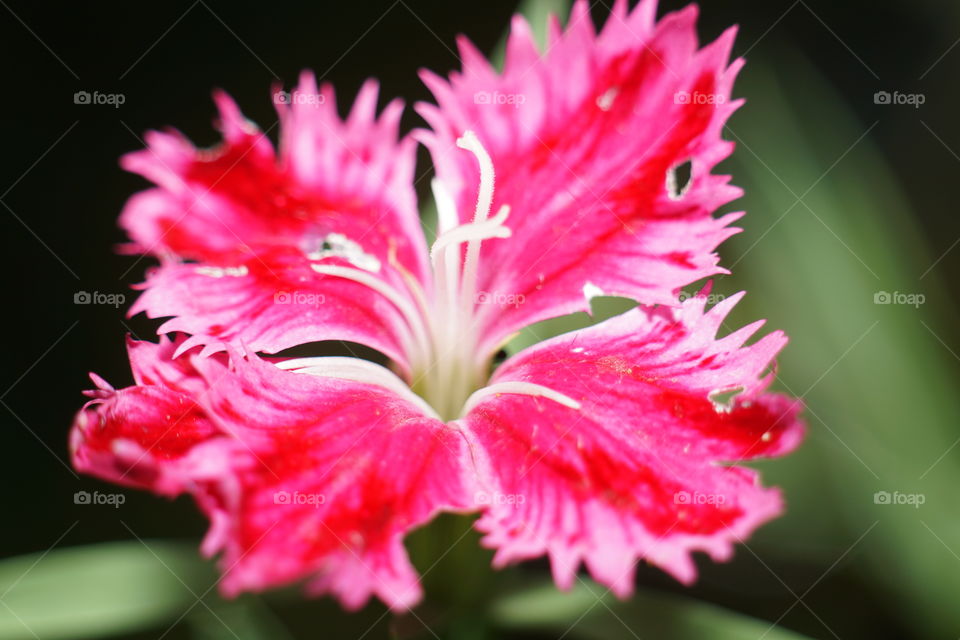 A closeup of a flower