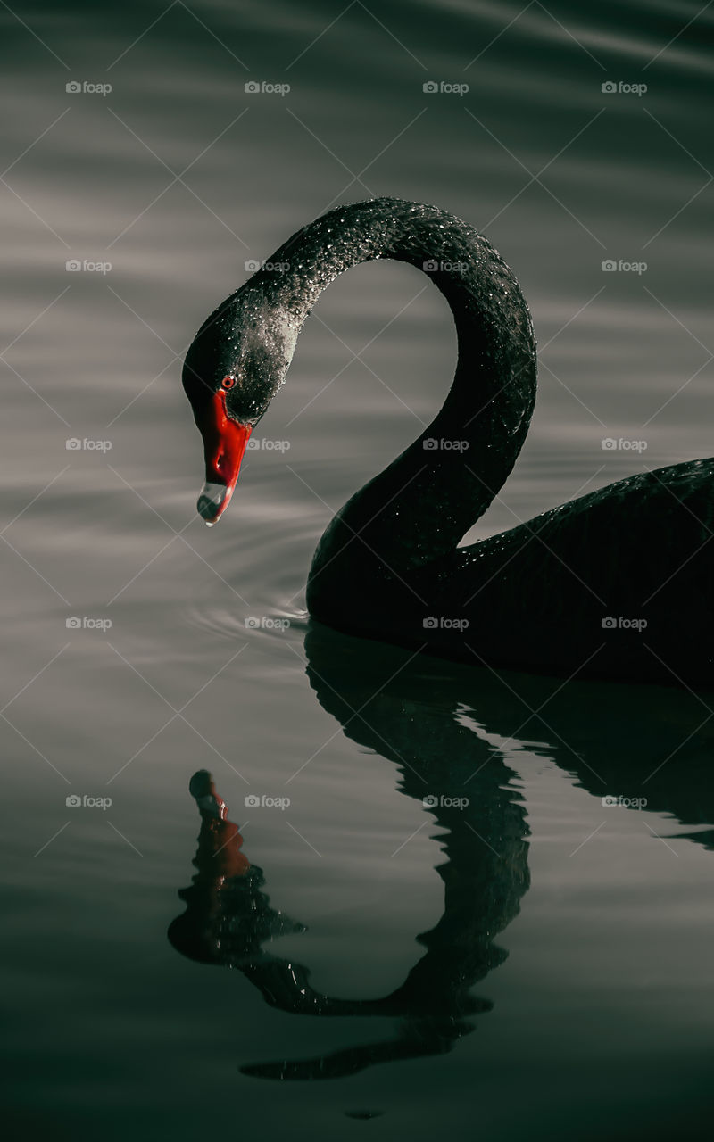 Canberra Black Swan reflection in the water