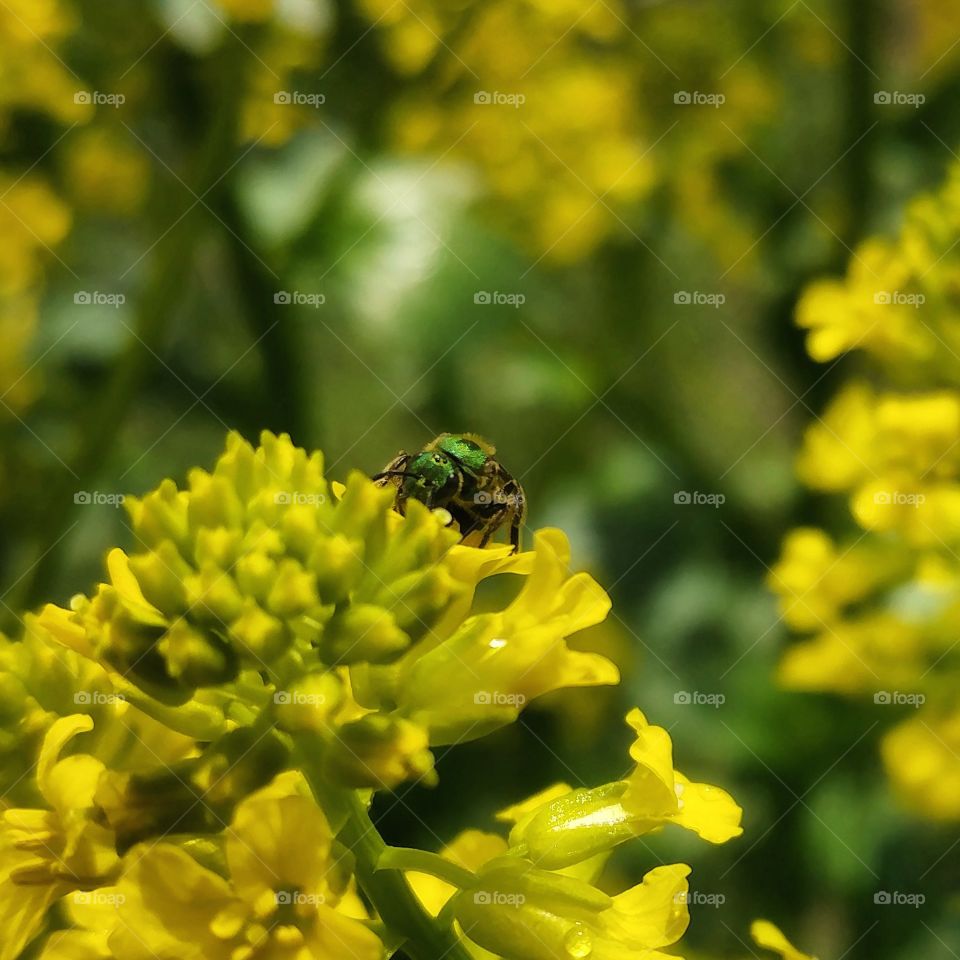 sweat bee in spring flowers