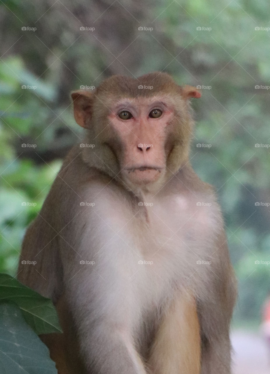 MONKEY , monkey, indian monkey , animal, wildlife, cute monkey, monkey photography, monkey in forest, fores
