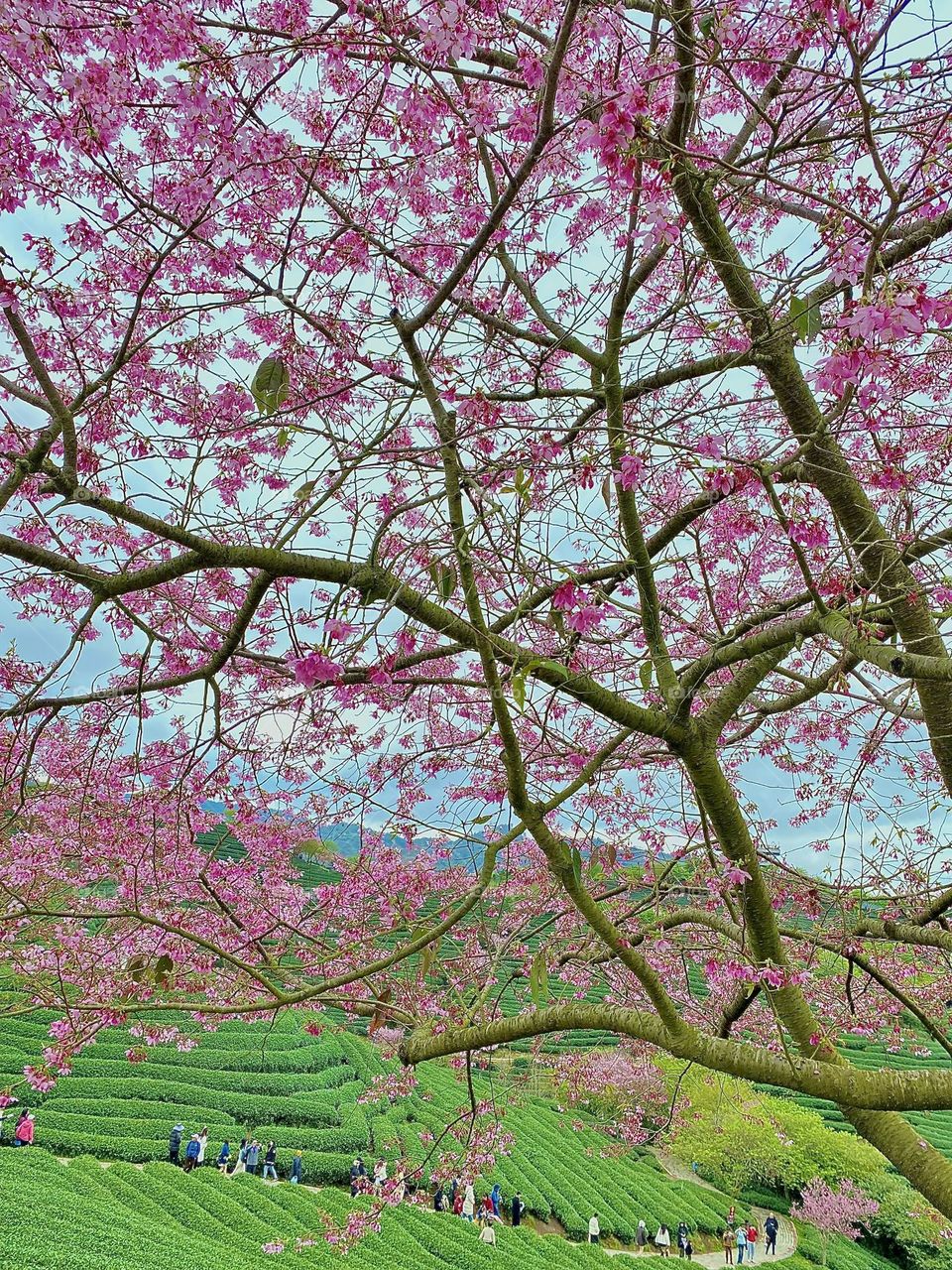 Pinkish Cherry Blossom marks the beginning of spring 