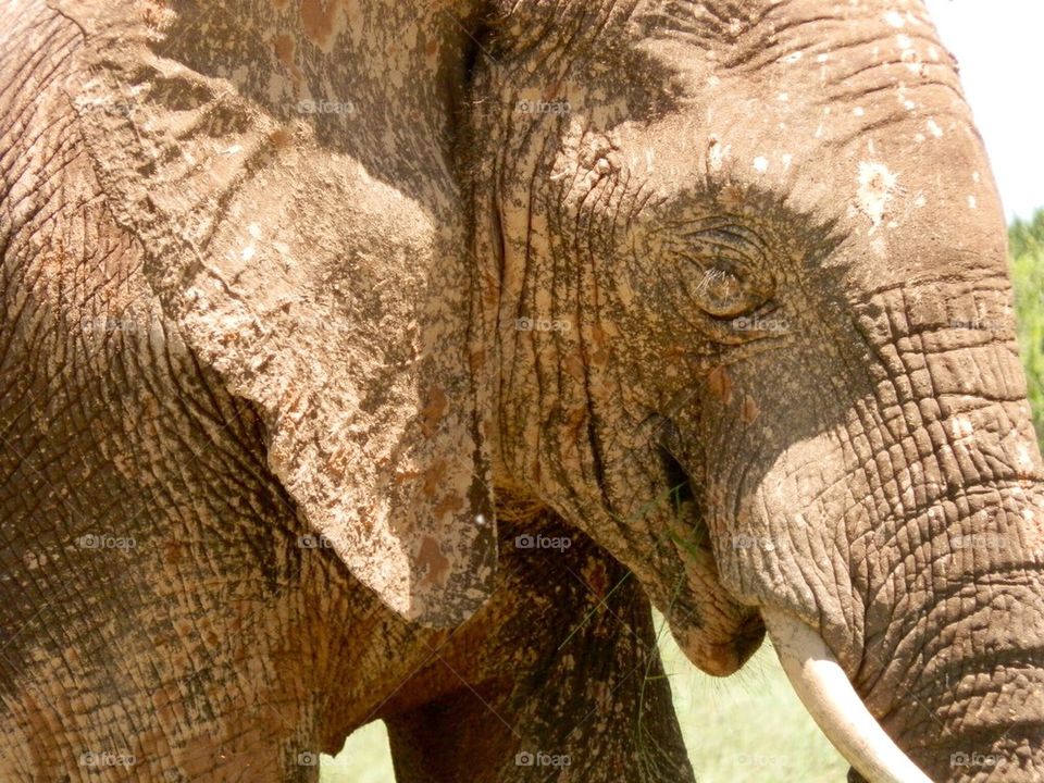 Close-up of elephant