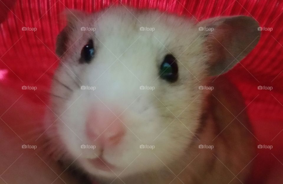 Zoey Hamster