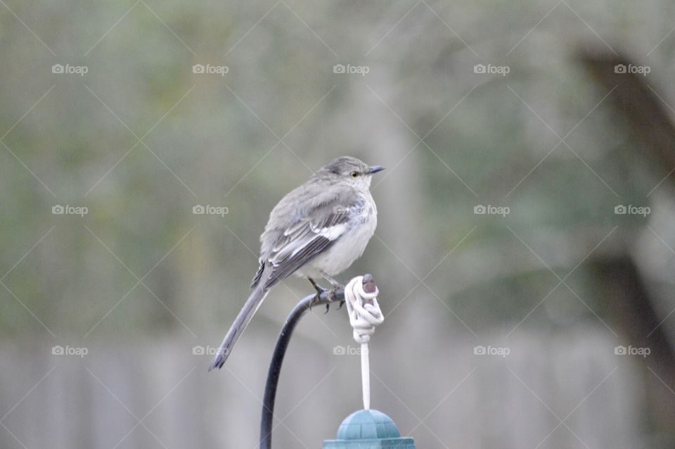 Mockingbird perched on top of a feeder 
