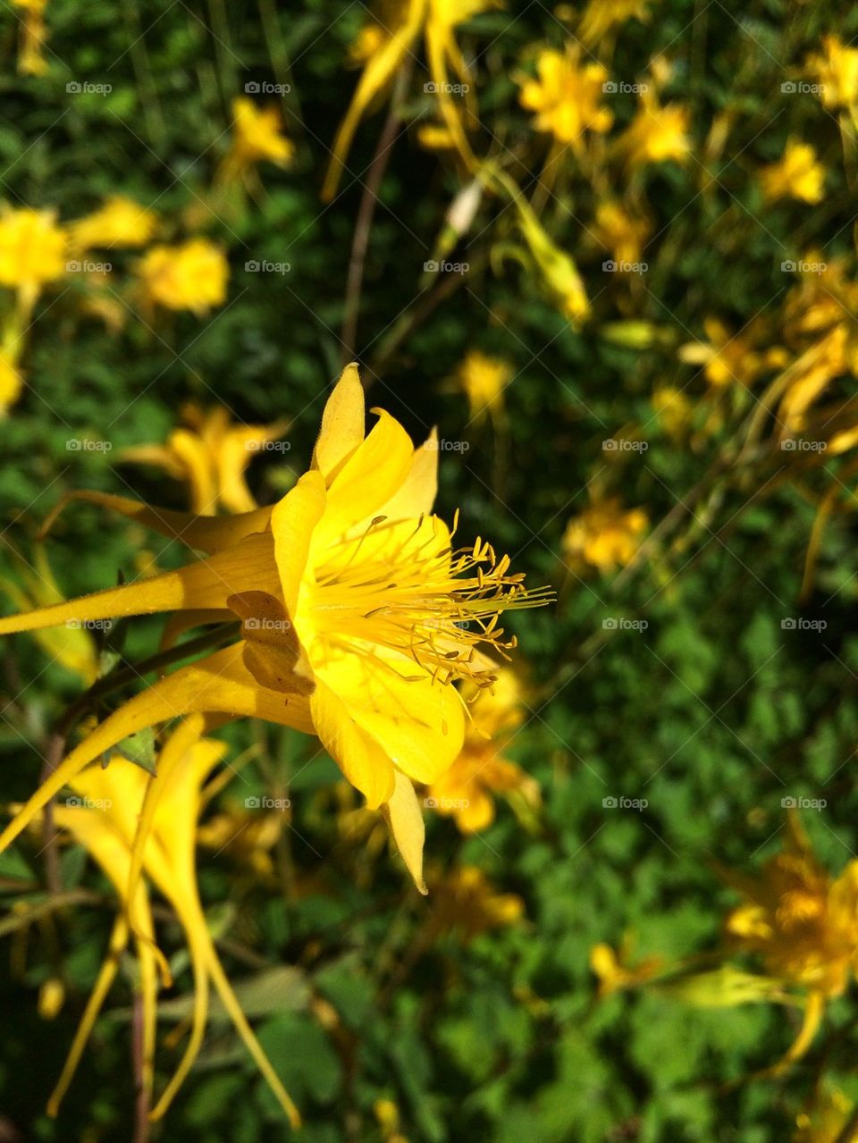 mellow yellow Sunday morning