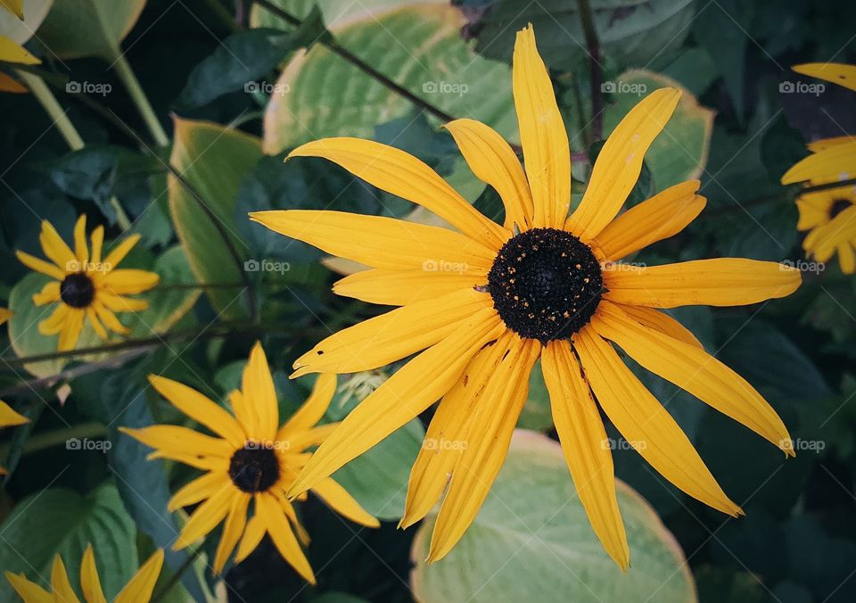 Black and yellow flowers