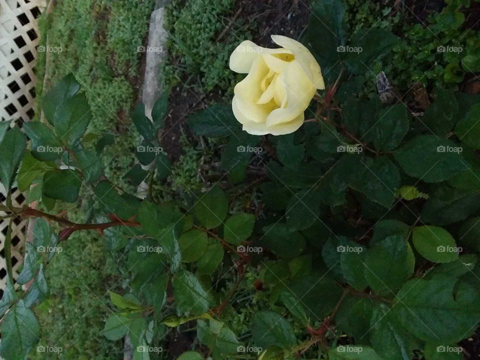 Spring rose in bloom
