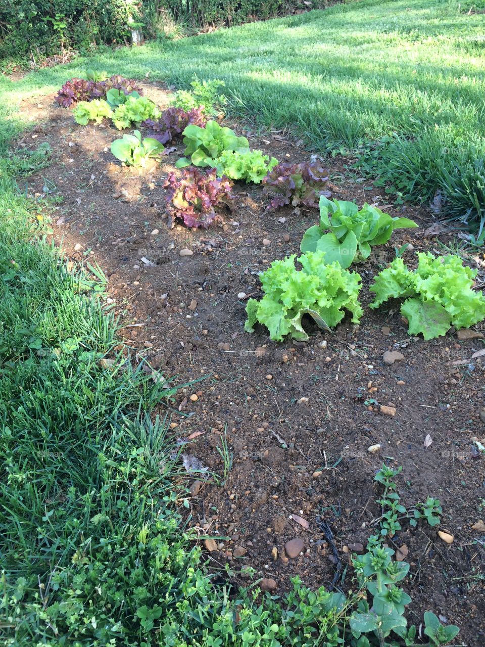 Lettuce plants 