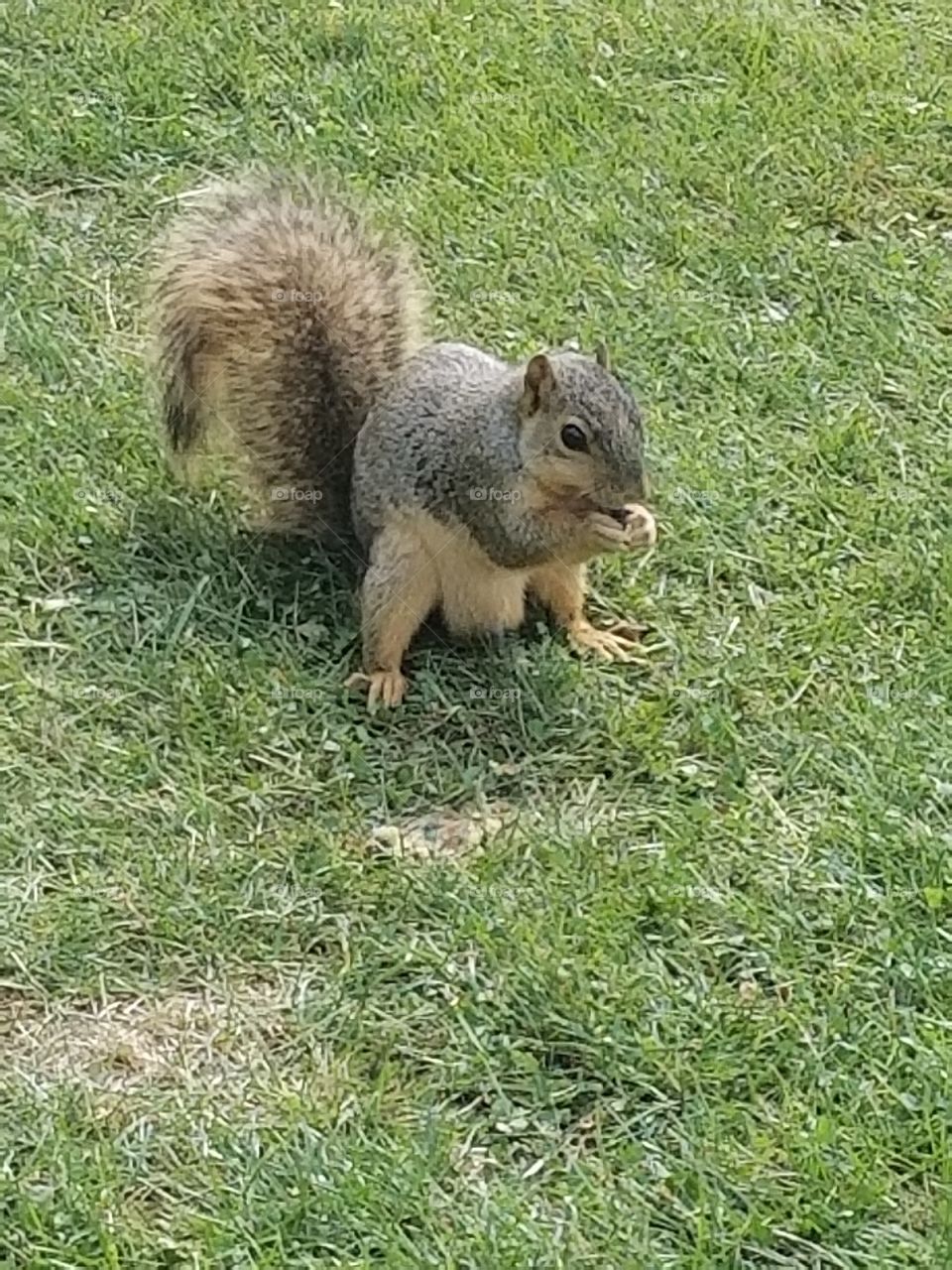 Nice happy Squirrel