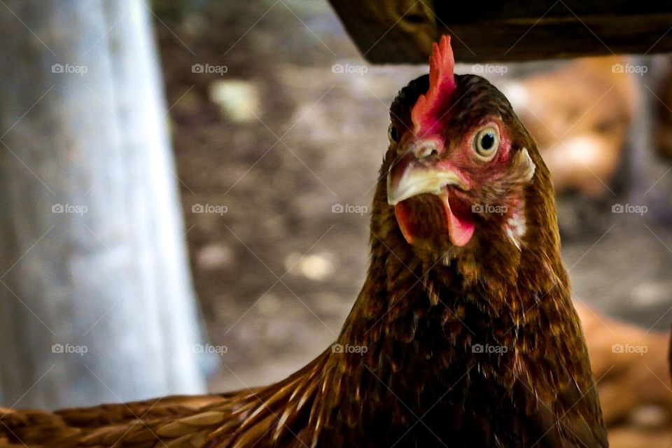Hen