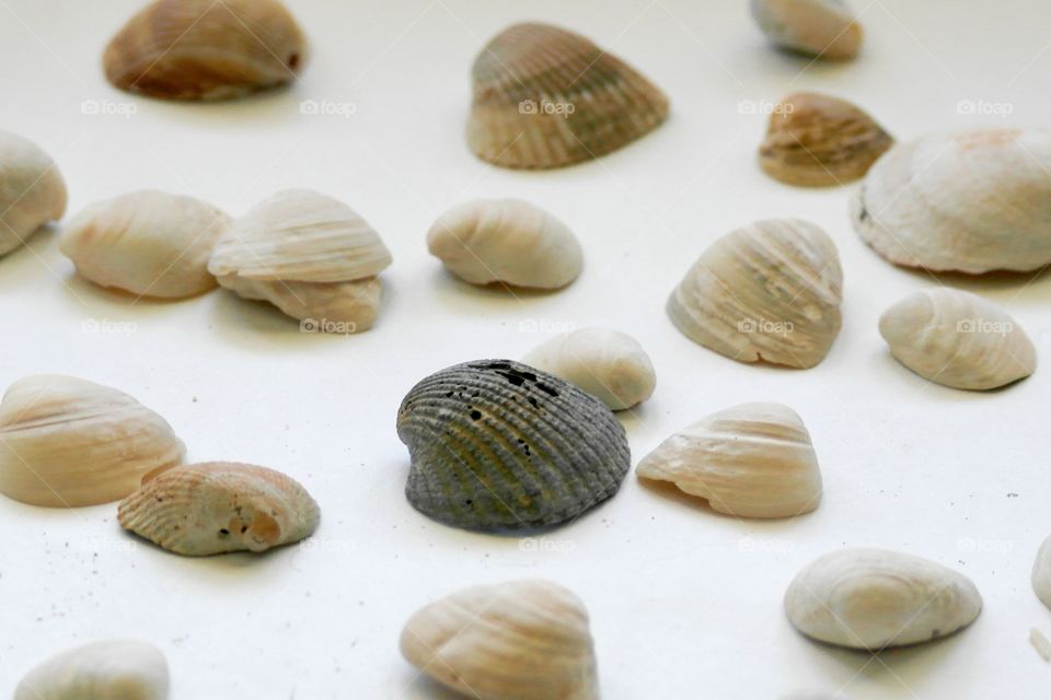 Collection of seashells