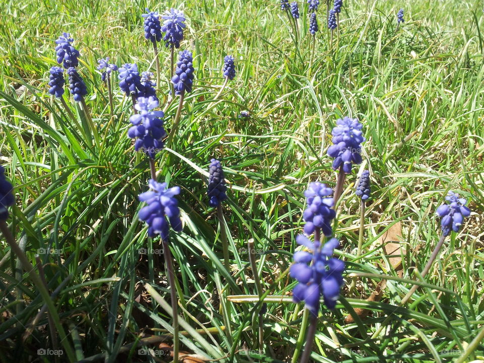 texas bluebonnet