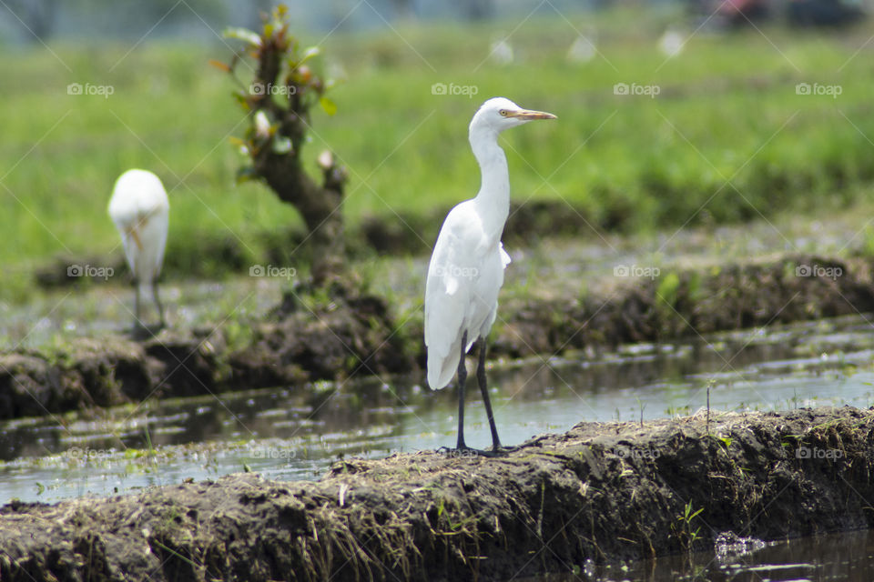 landscape at the rice field and bird