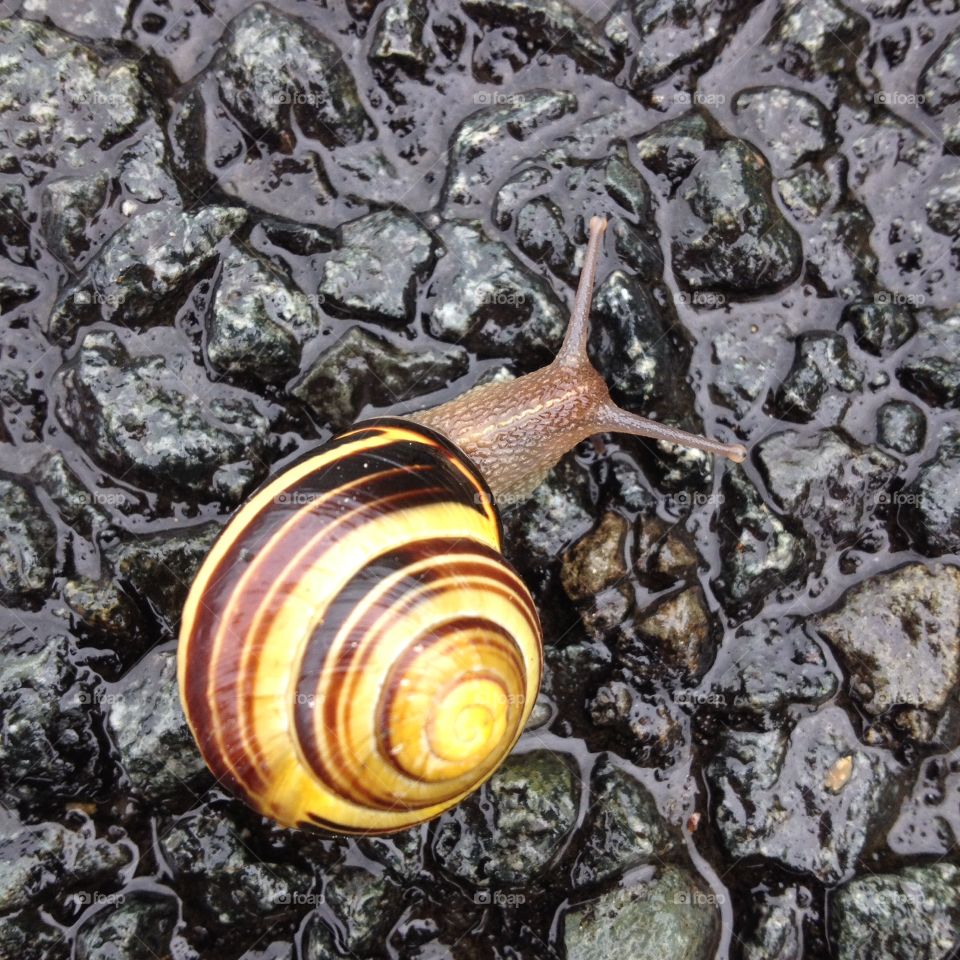 Snail. Close up of a snail on Tarmac 