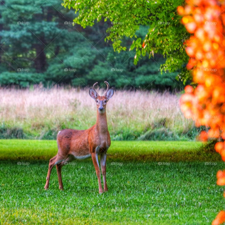 buck at sunrise