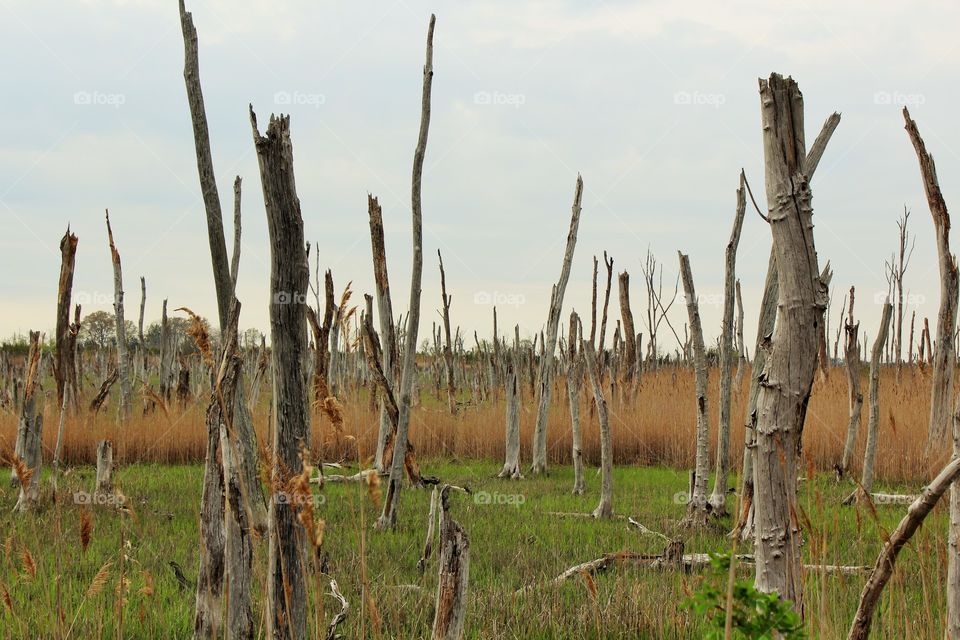 An area on Route 47 in Rio Grande, NJ where the bay is coming closer and closer to land and killing off the trees. 