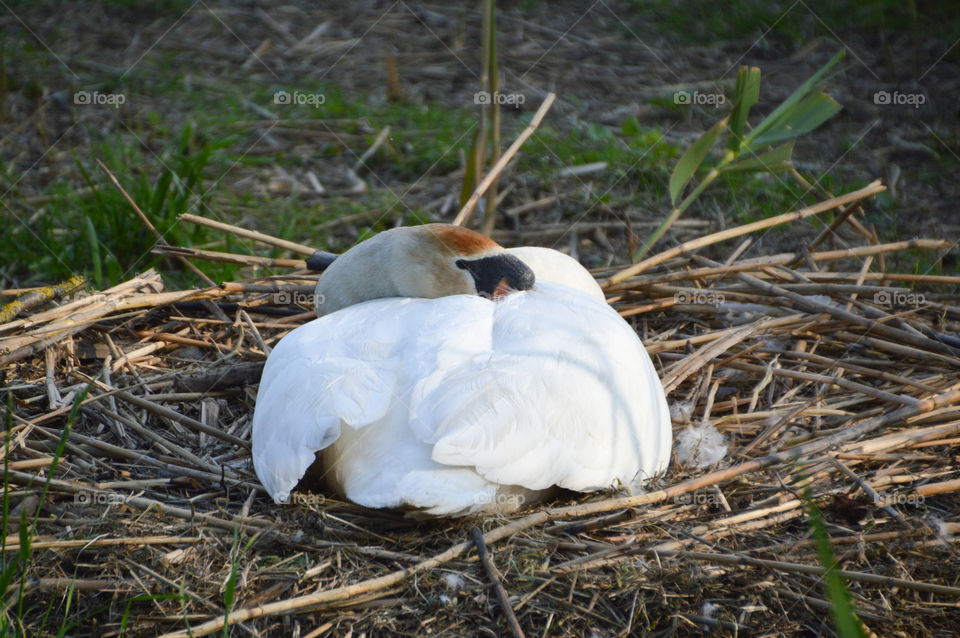 Swan Sleeping On A Nest