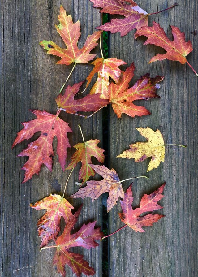 Autumn colors 