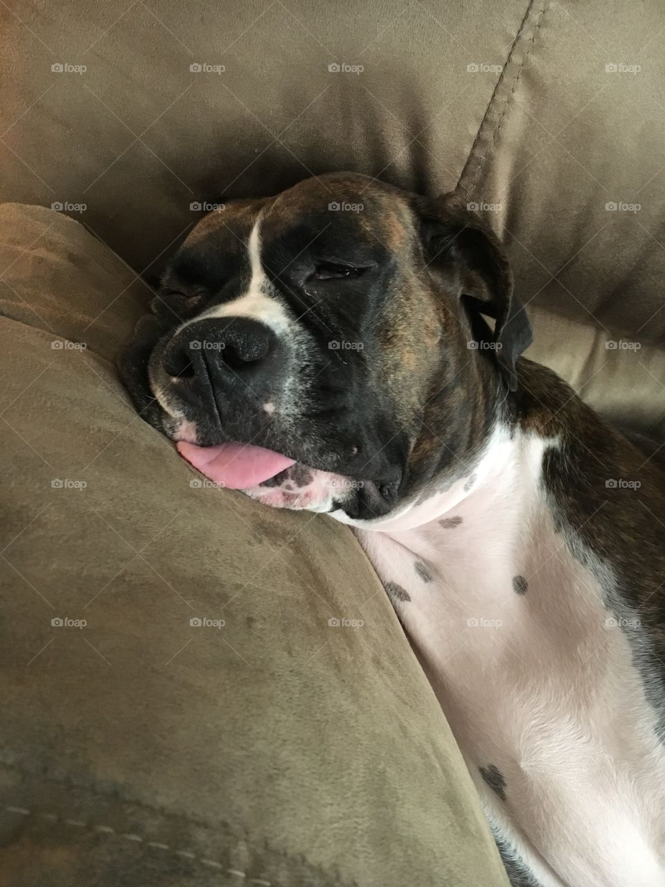 Maya sleeps with her tongue out