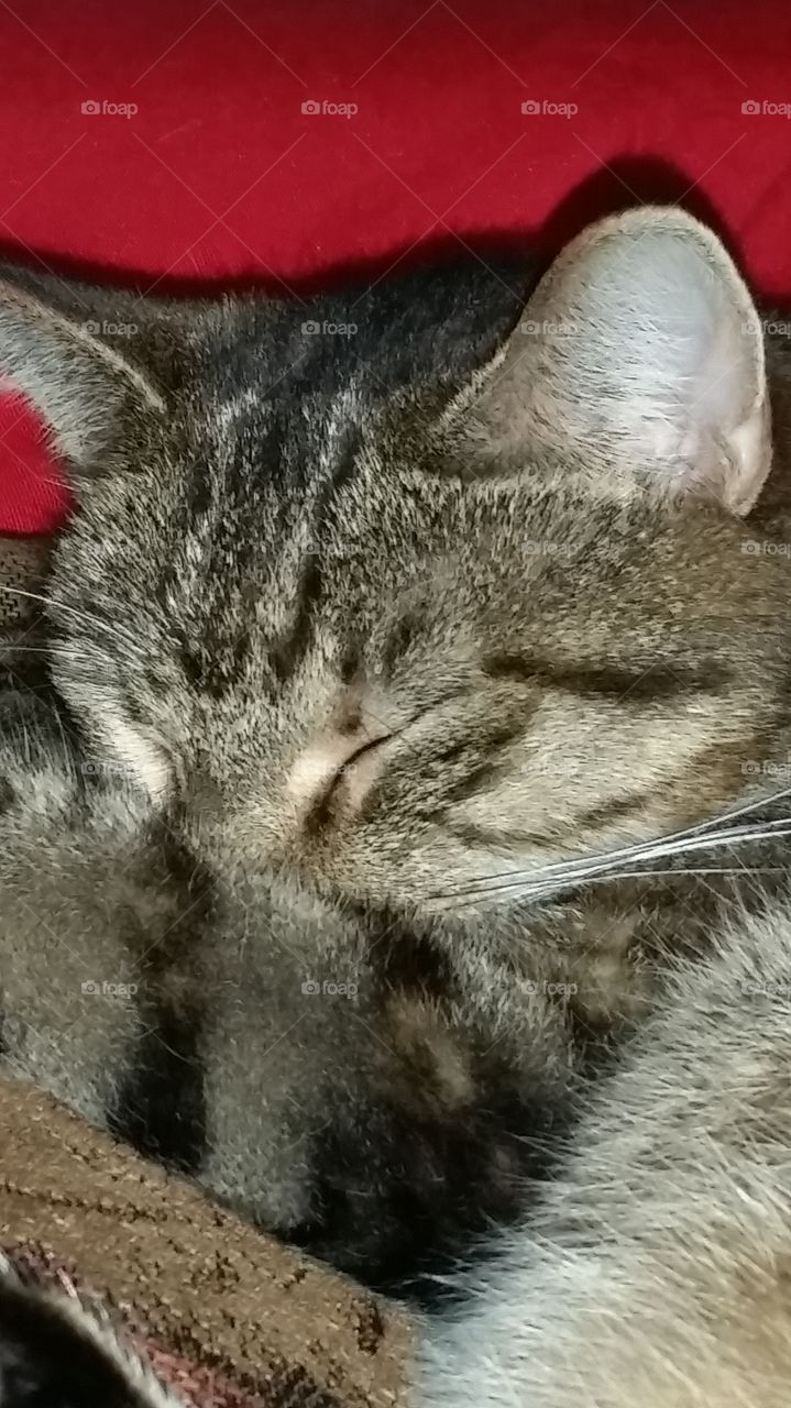 Sleeping kitty