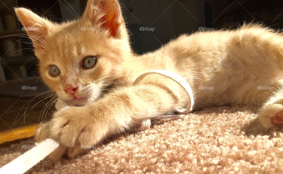 Sunny kitten 