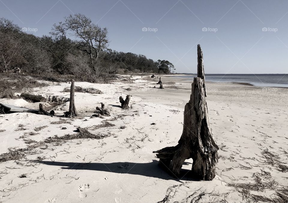 Stark landscape of Pensacola Sound at low tide exposing dead driftwood stumps and live coastal woodlands 