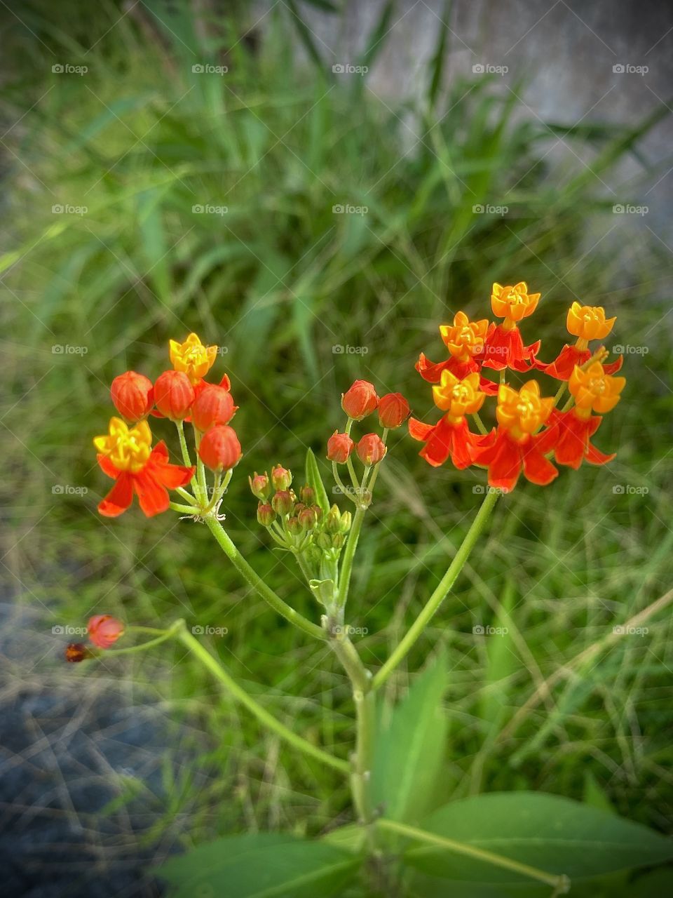 Beautiful flower in the garden 