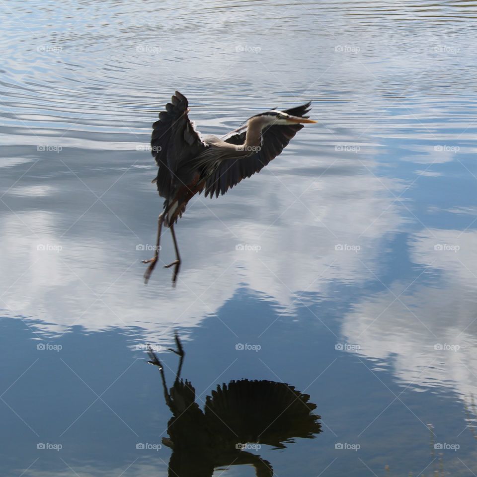 Heron Landing in Pond