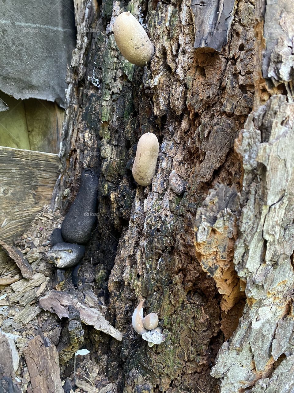 Mushroom in tree