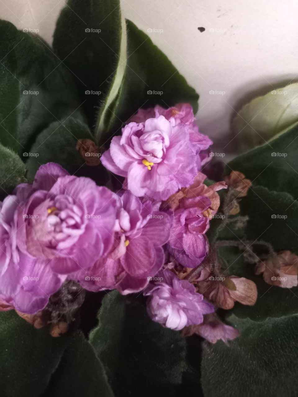 Violetas, são flores ornamentais que deixam o ambiente colorido e, a casa com ar de alegria, felicidade e sofisticação, promovendo equilíbrio , harmonia e um toque especial de mistério ao ambiente