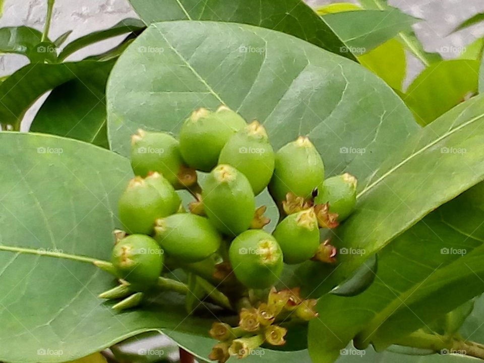 Flower bud