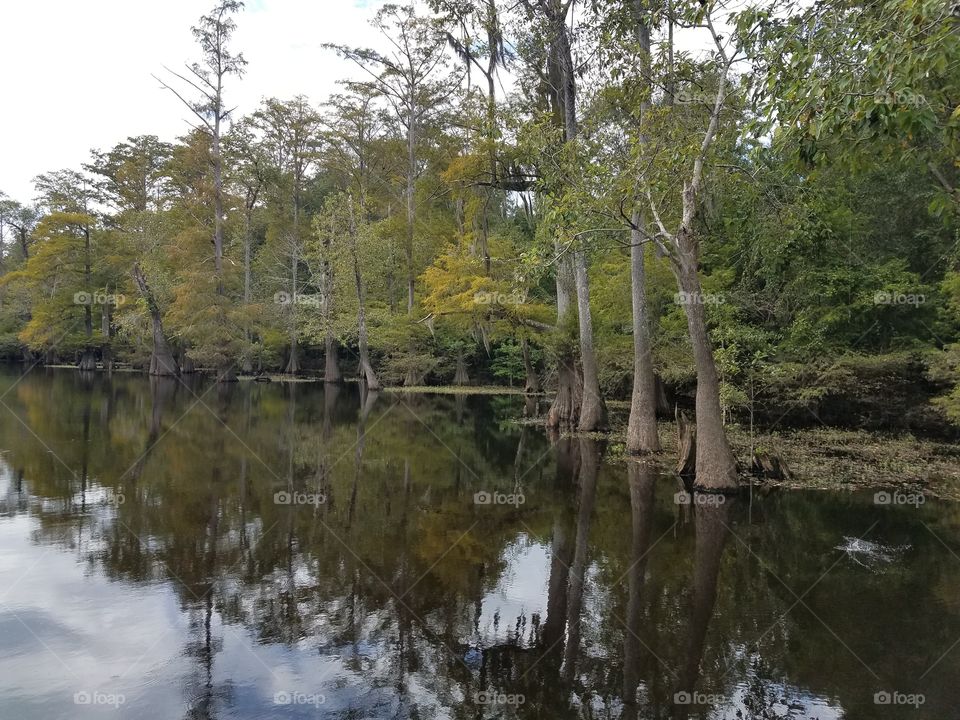 Cypress in lake