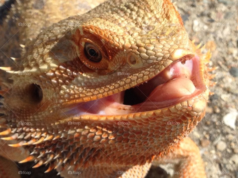 Bearded dragon smile