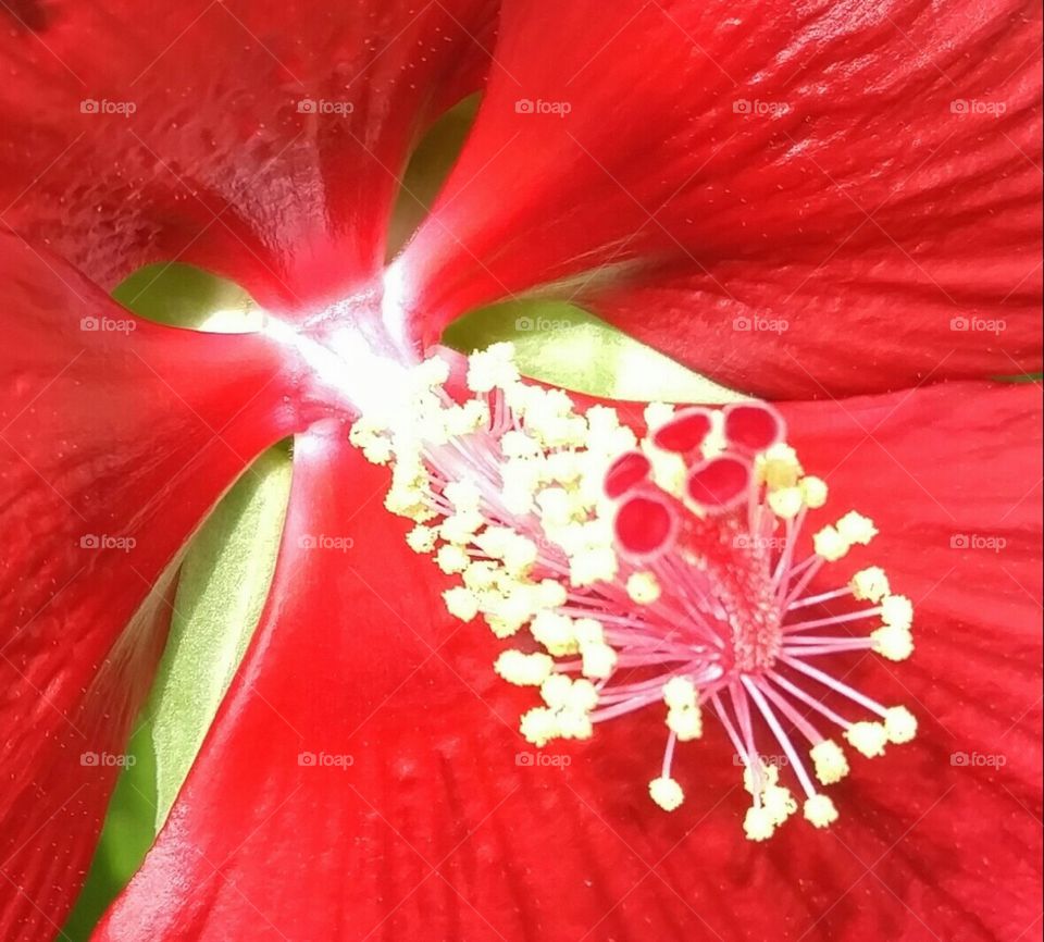 center of hibiscus flower