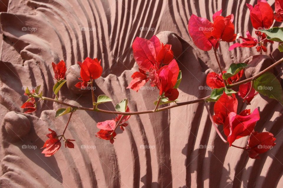 bougainvillea